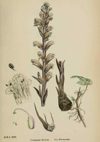 Reproducción/Reproduction 48717593898: English botany, or, Coloured figures of British plants /. London :R. Hardwicke,1863-1886.. 