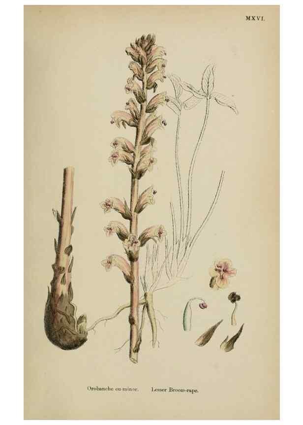 Reproducción/Reproduction 48717594233: English botany, or, Coloured figures of British plants /. London :R. Hardwicke,1863-1886.. 