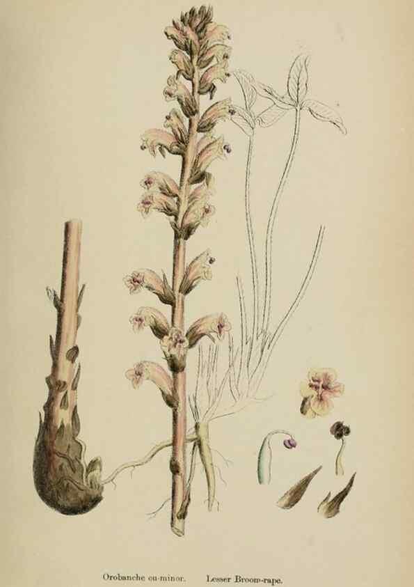 Reproducción/Reproduction 48717594233: English botany, or, Coloured figures of British plants /. London :R. Hardwicke,1863-1886.. 