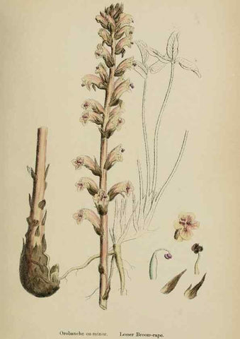 Reproducción/Reproduction 48717594233: English botany, or, Coloured figures of British plants /. London :R. Hardwicke,1863-1886.. 