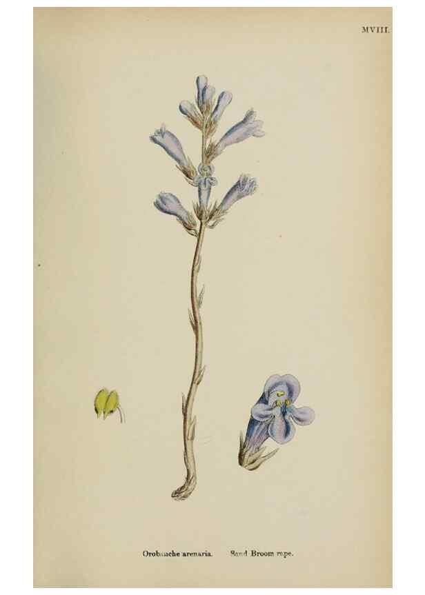 Reproducción/Reproduction 48717928491: English botany, or, Coloured figures of British plants /. London :R. Hardwicke,1863-1886.. 