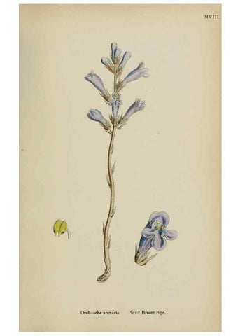 Reproducción/Reproduction 48717928491: English botany, or, Coloured figures of British plants /. London :R. Hardwicke,1863-1886.. 