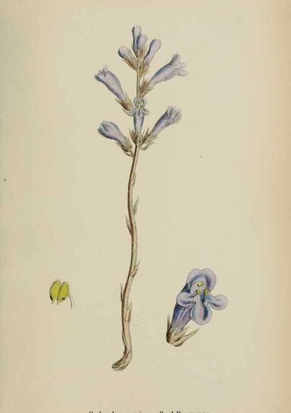 Reproducción/Reproduction 48717928491: English botany, or, Coloured figures of British plants /. London :R. Hardwicke,1863-1886.. 