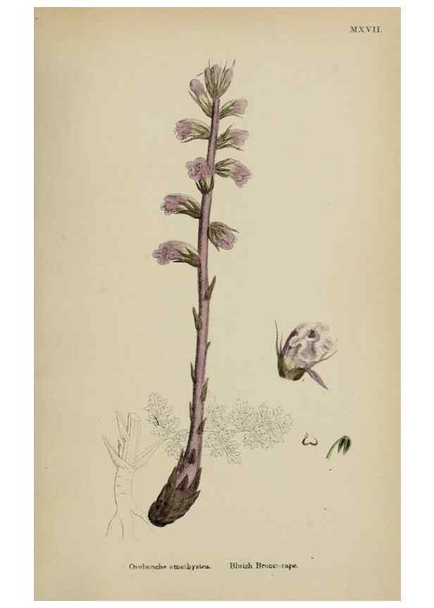 Reproducción/Reproduction 48717594508: English botany, or, Coloured figures of British plants /. London :R. Hardwicke,1863-1886.. 