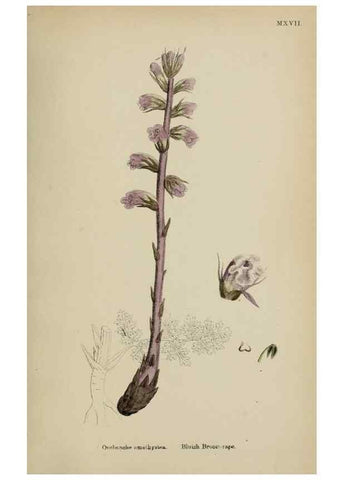Reproducción/Reproduction 48717594508: English botany, or, Coloured figures of British plants /. London :R. Hardwicke,1863-1886.. 