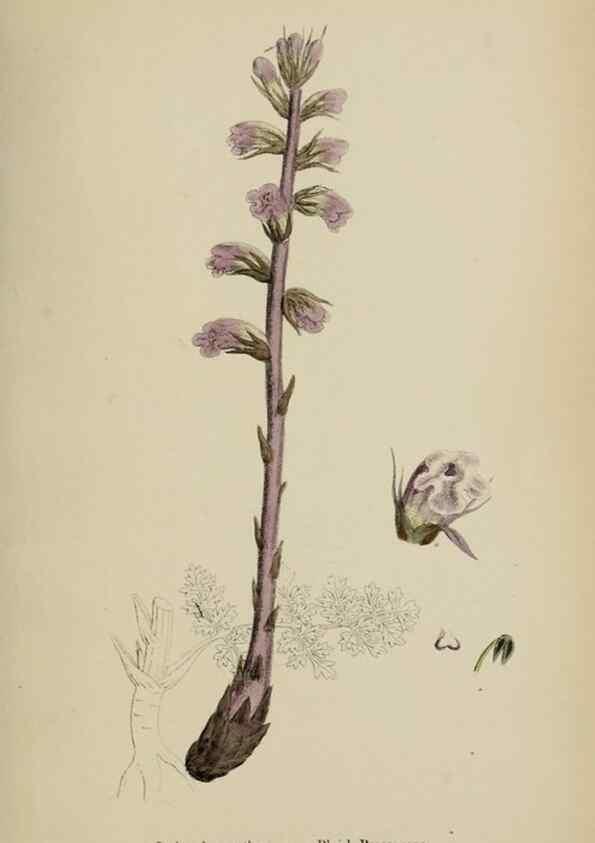 Reproducción/Reproduction 48717594508: English botany, or, Coloured figures of British plants /. London :R. Hardwicke,1863-1886.. 