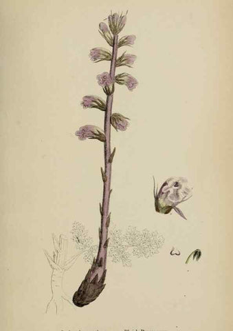 Reproducción/Reproduction 48717594508: English botany, or, Coloured figures of British plants /. London :R. Hardwicke,1863-1886.. 