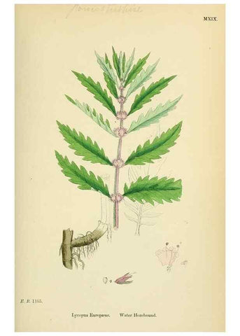 Reproducción/Reproduction 48718210512: English botany, or, Coloured figures of British plants /. London :R. Hardwicke,1863-1886.. 