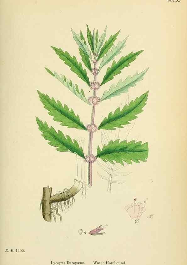 Reproducción/Reproduction 48718210512: English botany, or, Coloured figures of British plants /. London :R. Hardwicke,1863-1886.. 