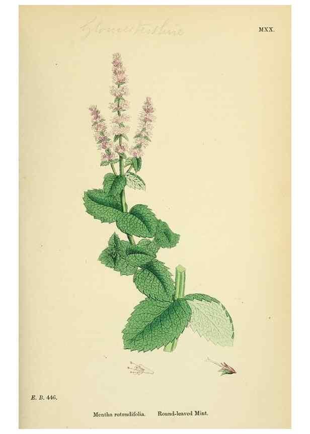 Reproducción/Reproduction 48717702028: English botany, or, Coloured figures of British plants /. London :R. Hardwicke,1863-1886.. 