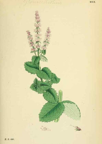 Reproducción/Reproduction 48717702028: English botany, or, Coloured figures of British plants /. London :R. Hardwicke,1863-1886.. 