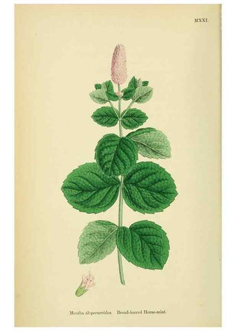 Reproducción/Reproduction 48718039356: English botany, or, Coloured figures of British plants /. London :R. Hardwicke,1863-1886.. 