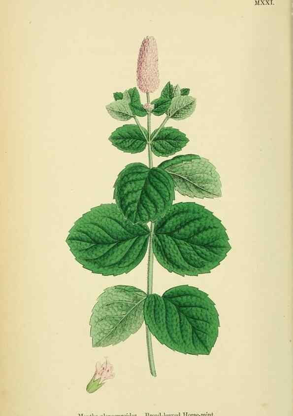Reproducción/Reproduction 48718039356: English botany, or, Coloured figures of British plants /. London :R. Hardwicke,1863-1886.. 