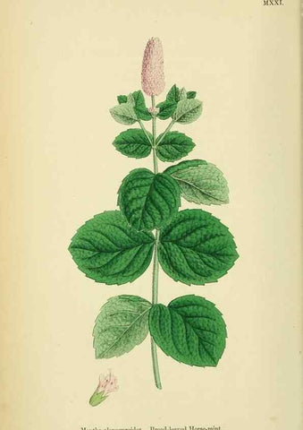 Reproducción/Reproduction 48718039356: English botany, or, Coloured figures of British plants /. London :R. Hardwicke,1863-1886.. 