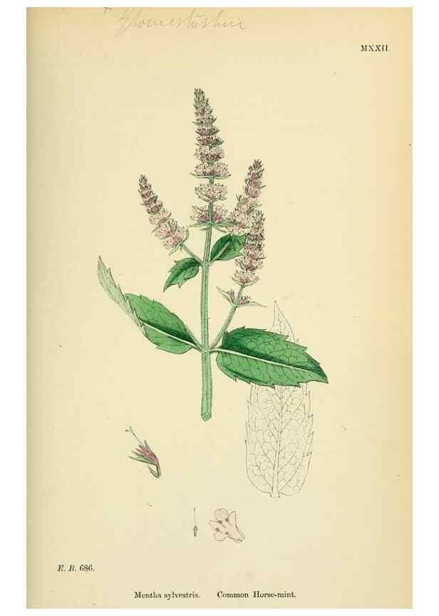 Reproducción/Reproduction 48718211622: English botany, or, Coloured figures of British plants /. London :R. Hardwicke,1863-1886.. 