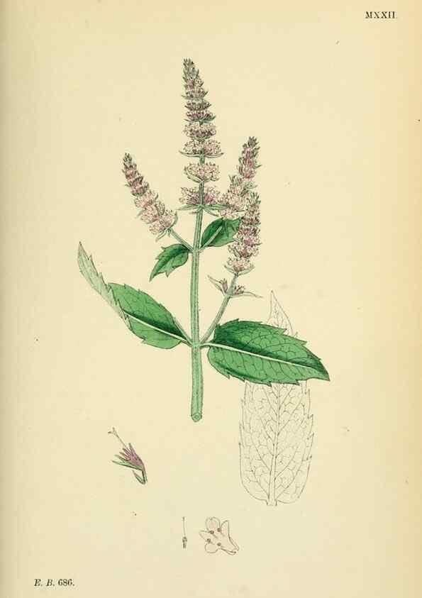 Reproducción/Reproduction 48718211622: English botany, or, Coloured figures of British plants /. London :R. Hardwicke,1863-1886.. 