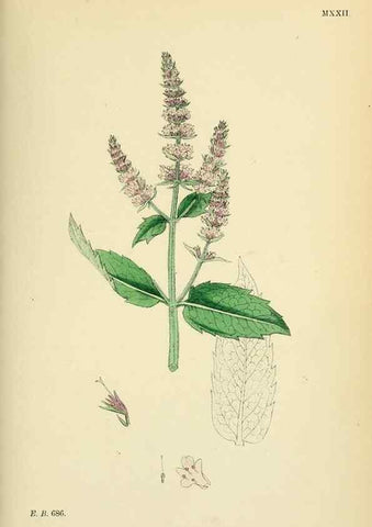 Reproducción/Reproduction 48718211622: English botany, or, Coloured figures of British plants /. London :R. Hardwicke,1863-1886.. 