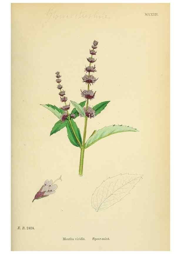 Reproducción/Reproduction 48718211987: English botany, or, Coloured figures of British plants /. London :R. Hardwicke,1863-1886.. 