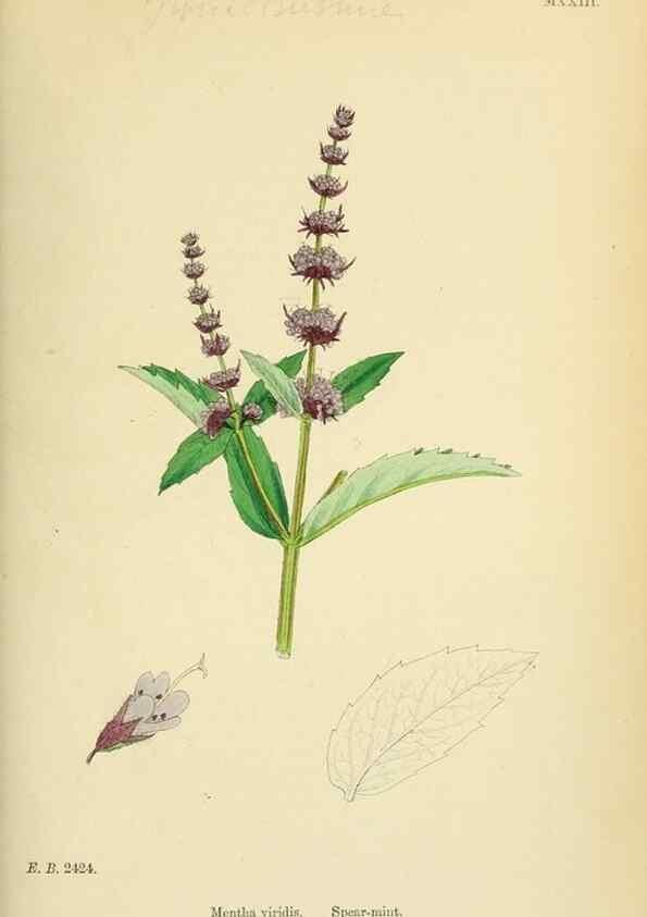 Reproducción/Reproduction 48718211987: English botany, or, Coloured figures of British plants /. London :R. Hardwicke,1863-1886.. 