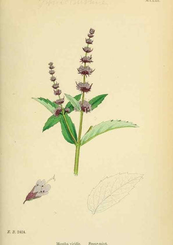 Reproducción/Reproduction 48718211987: English botany, or, Coloured figures of British plants /. London :R. Hardwicke,1863-1886.. 