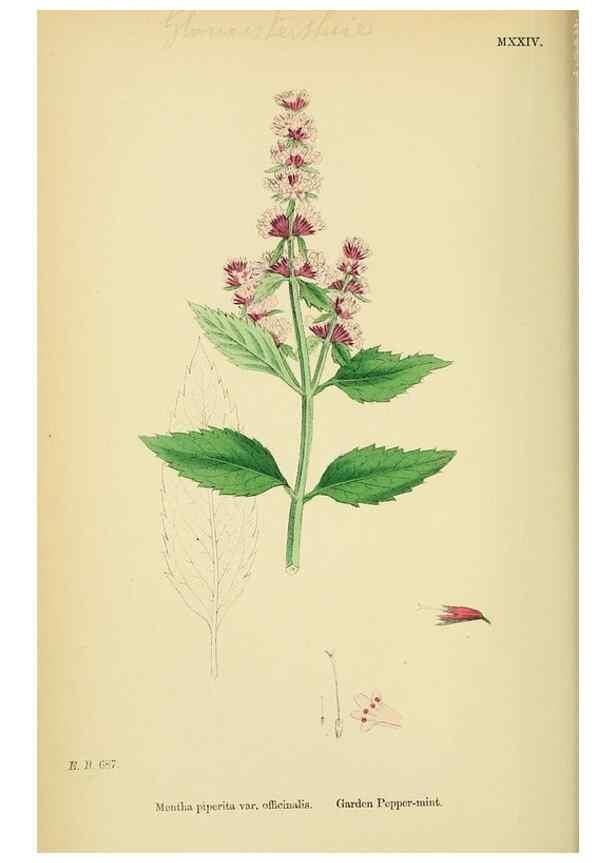 Reproducción/Reproduction 48718040351: English botany, or, Coloured figures of British plants /. London :R. Hardwicke,1863-1886.. 