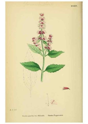 Reproducción/Reproduction 48718040351: English botany, or, Coloured figures of British plants /. London :R. Hardwicke,1863-1886.. 