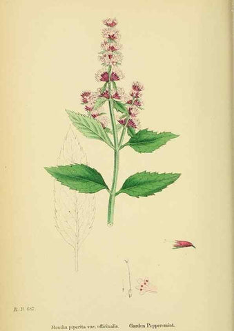 Reproducción/Reproduction 48718040351: English botany, or, Coloured figures of British plants /. London :R. Hardwicke,1863-1886.. 
