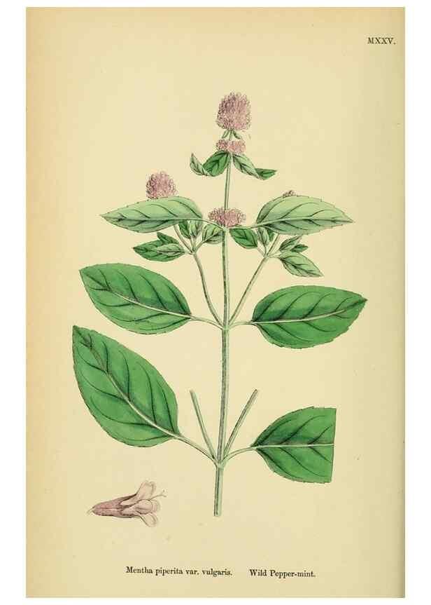 Reproducción/Reproduction 48718212482: English botany, or, Coloured figures of British plants /. London :R. Hardwicke,1863-1886.. 
