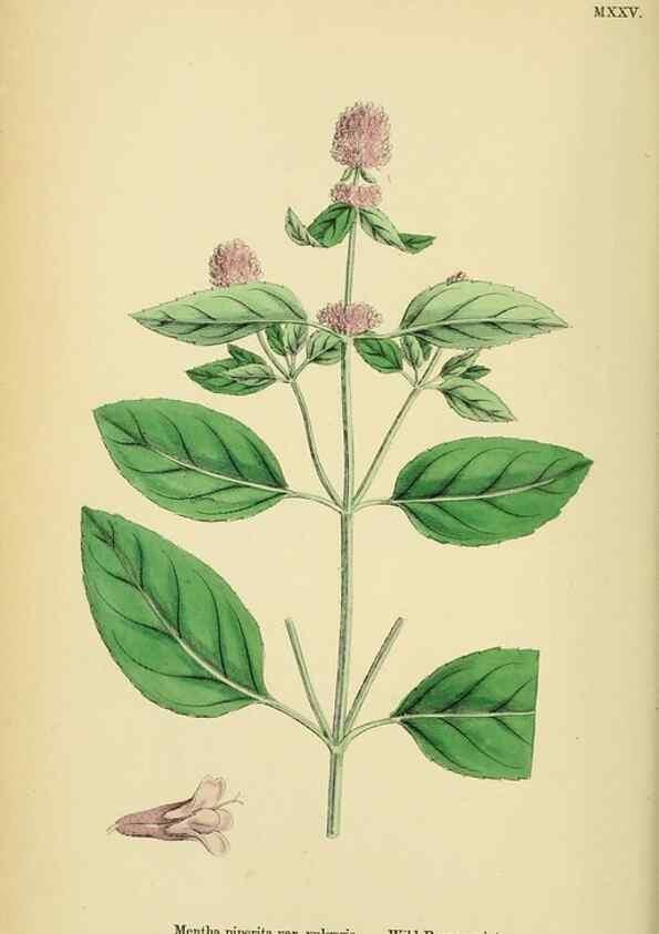 Reproducción/Reproduction 48718212482: English botany, or, Coloured figures of British plants /. London :R. Hardwicke,1863-1886.. 