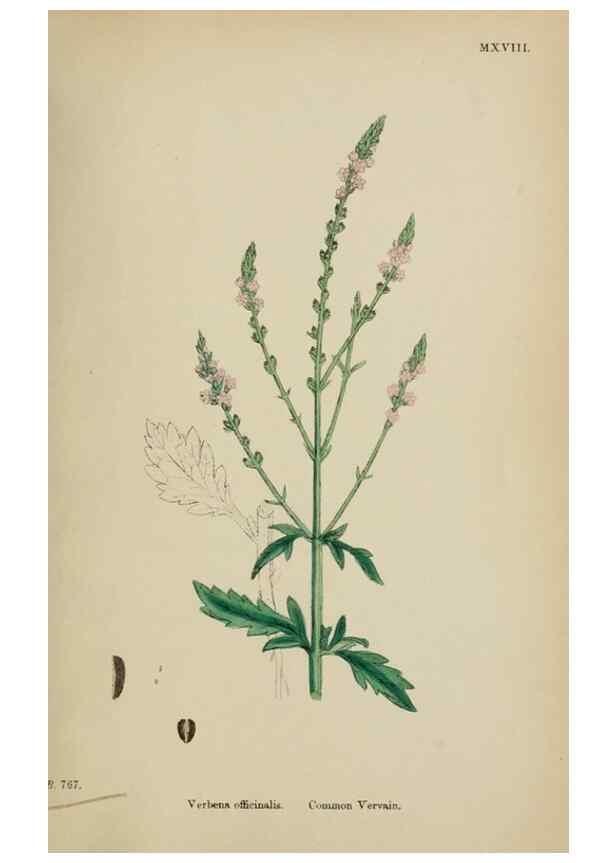 Reproducción/Reproduction 48717931551: English botany, or, Coloured figures of British plants /. London :R. Hardwicke,1863-1886.. 