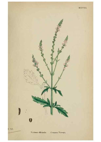 Reproducción/Reproduction 48717931551: English botany, or, Coloured figures of British plants /. London :R. Hardwicke,1863-1886.. 