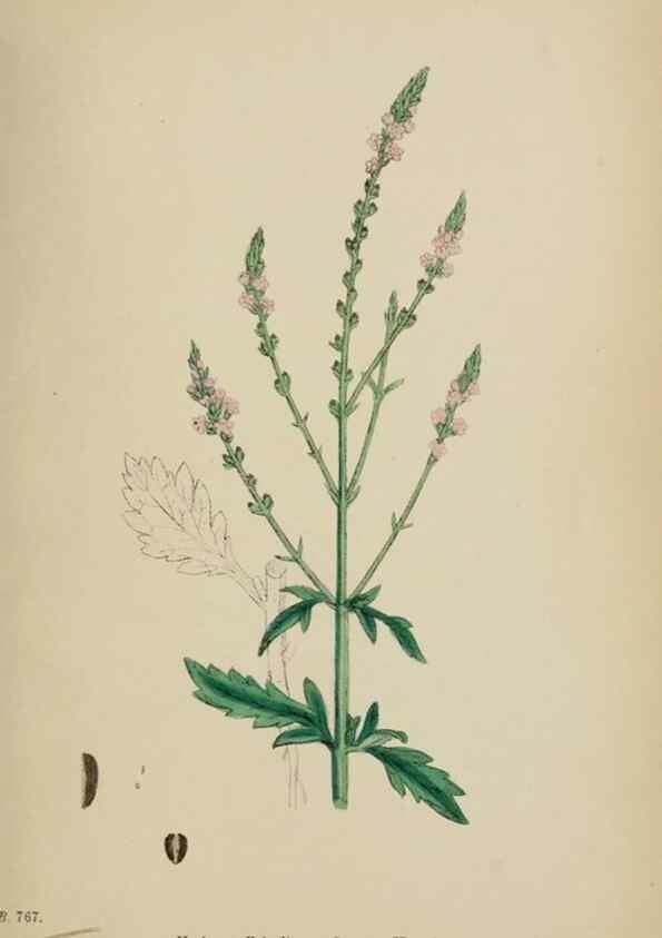 Reproducción/Reproduction 48717931551: English botany, or, Coloured figures of British plants /. London :R. Hardwicke,1863-1886.. 