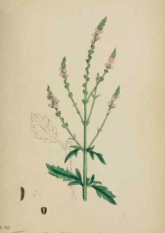 Reproducción/Reproduction 48717931551: English botany, or, Coloured figures of British plants /. London :R. Hardwicke,1863-1886.. 
