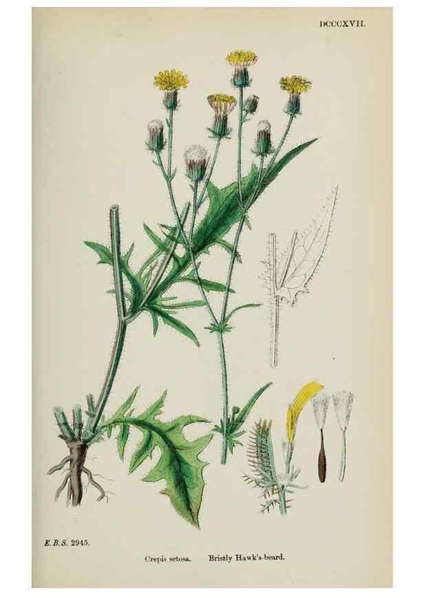 Reproducción/Reproduction 48717450438: English botany, or, Coloured figures of British plants /. London :R. Hardwicke,1863-1886.. 