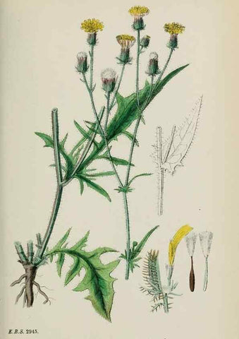 Reproducción/Reproduction 48717450438: English botany, or, Coloured figures of British plants /. London :R. Hardwicke,1863-1886.. 