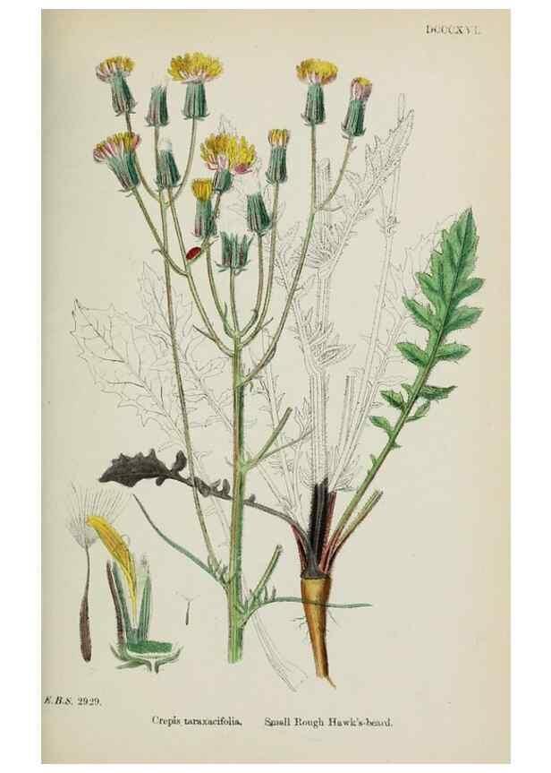 Reproducción/Reproduction 48717957047: English botany, or, Coloured figures of British plants /. London :R. Hardwicke,1863-1886.. 