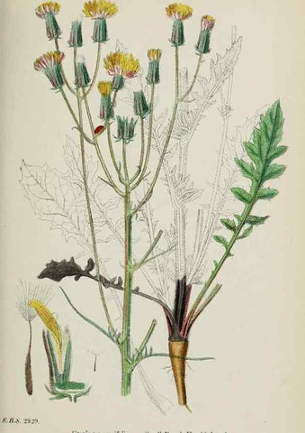 Reproducción/Reproduction 48717957047: English botany, or, Coloured figures of British plants /. London :R. Hardwicke,1863-1886.. 
