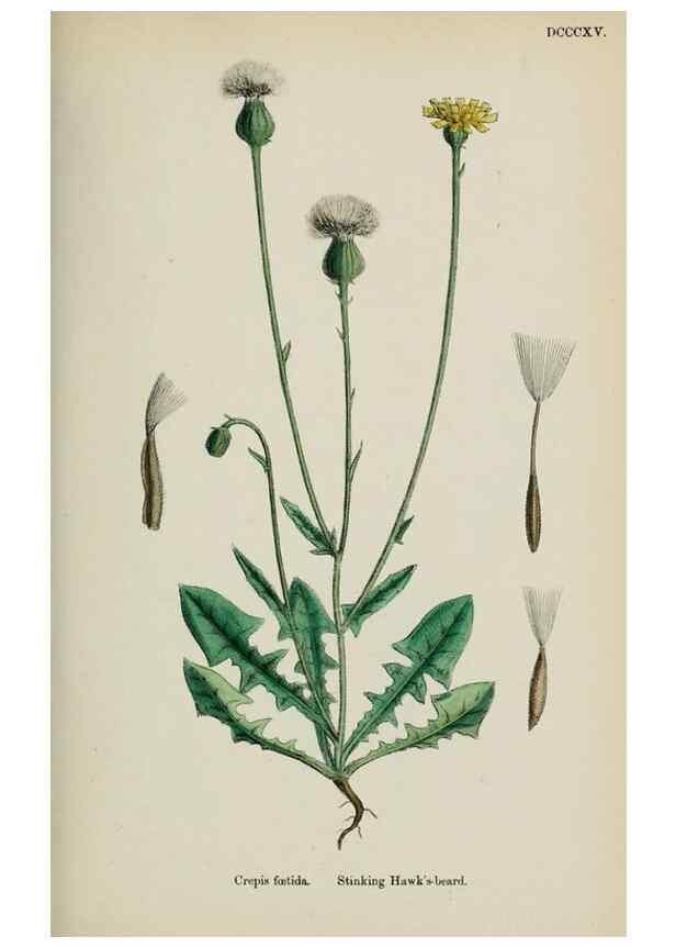 Reproducción/Reproduction 48717449828: English botany, or, Coloured figures of British plants /. London :R. Hardwicke,1863-1886.. 