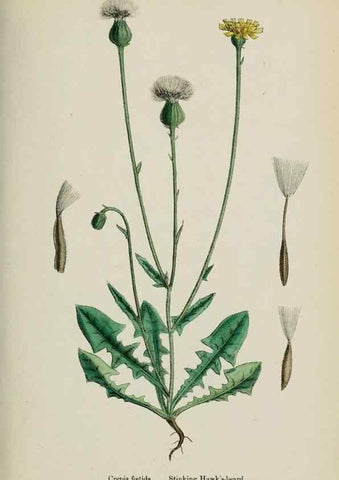Reproducción/Reproduction 48717449828: English botany, or, Coloured figures of British plants /. London :R. Hardwicke,1863-1886.. 