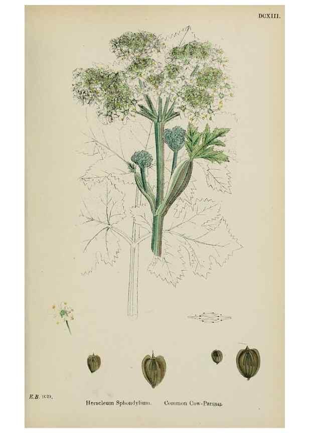 Reproducción/Reproduction 48717588647: English botany, or, Coloured figures of British plants /. London :R. Hardwicke,1863-1886.. 