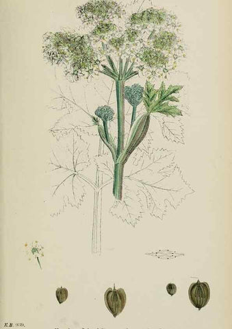 Reproducción/Reproduction 48717588647: English botany, or, Coloured figures of British plants /. London :R. Hardwicke,1863-1886.. 