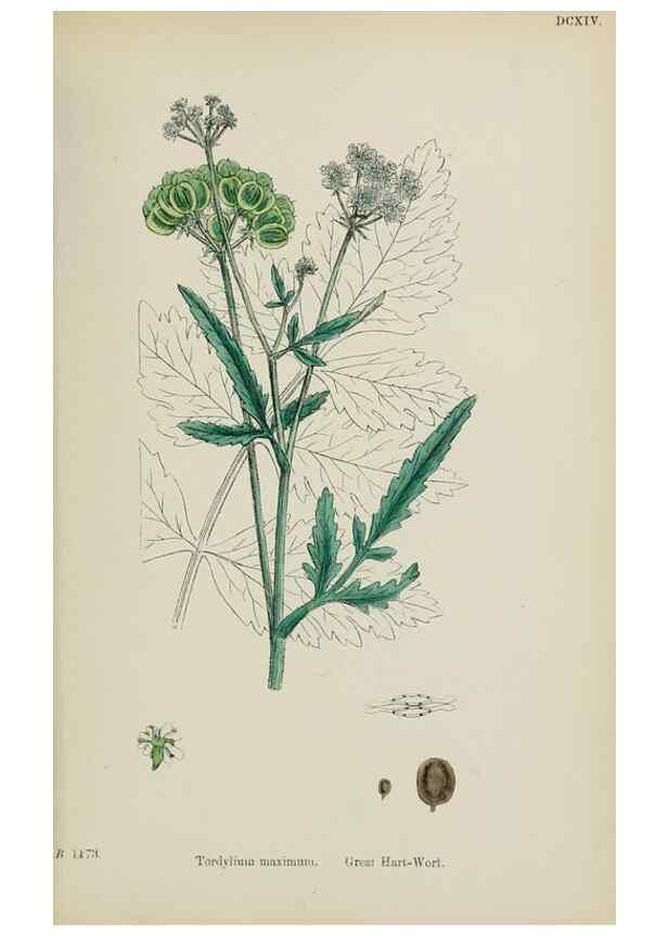 Reproducción/Reproduction 48717081228: English botany, or, Coloured figures of British plants /. London :R. Hardwicke,1863-1886.. 
