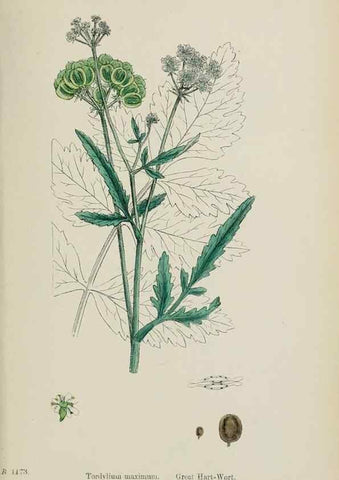 Reproducción/Reproduction 48717081228: English botany, or, Coloured figures of British plants /. London :R. Hardwicke,1863-1886.. 