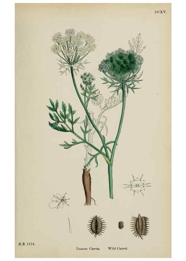 Reproducción/Reproduction 48717417171: English botany, or, Coloured figures of British plants /. London :R. Hardwicke,1863-1886.. 