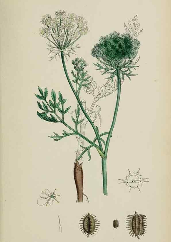 Reproducción/Reproduction 48717417171: English botany, or, Coloured figures of British plants /. London :R. Hardwicke,1863-1886.. 