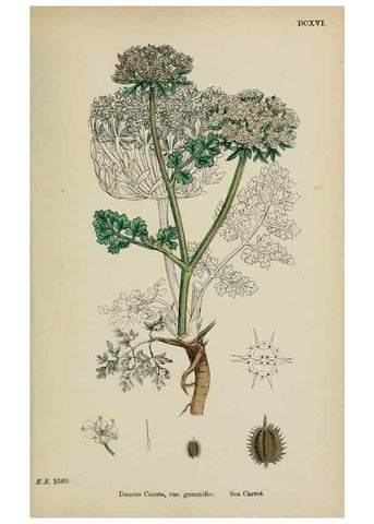 Reproducción/Reproduction 48717417446: English botany, or, Coloured figures of British plants /. London :R. Hardwicke,1863-1886.. 