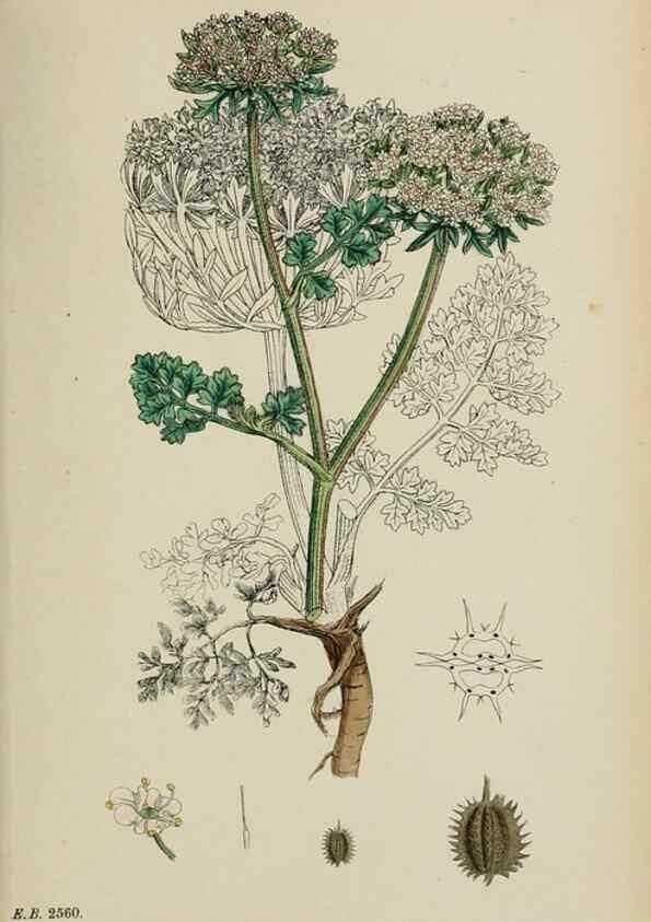 Reproducción/Reproduction 48717417446: English botany, or, Coloured figures of British plants /. London :R. Hardwicke,1863-1886.. 