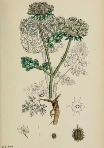 Reproducción/Reproduction 48717417446: English botany, or, Coloured figures of British plants /. London :R. Hardwicke,1863-1886.. 