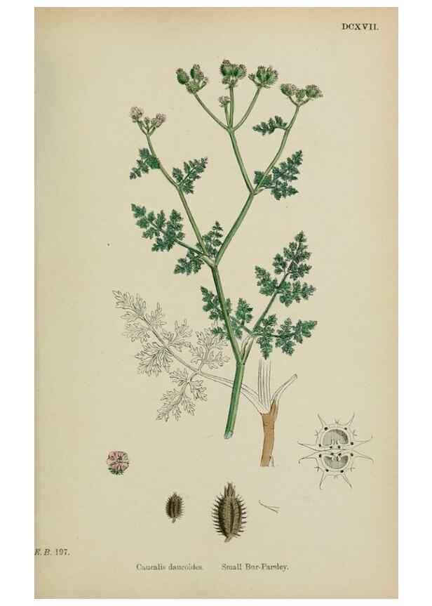 Reproducción/Reproduction 48717589702: English botany, or, Coloured figures of British plants /. London :R. Hardwicke,1863-1886.. 