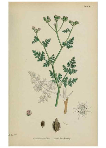 Reproducción/Reproduction 48717589702: English botany, or, Coloured figures of British plants /. London :R. Hardwicke,1863-1886.. 